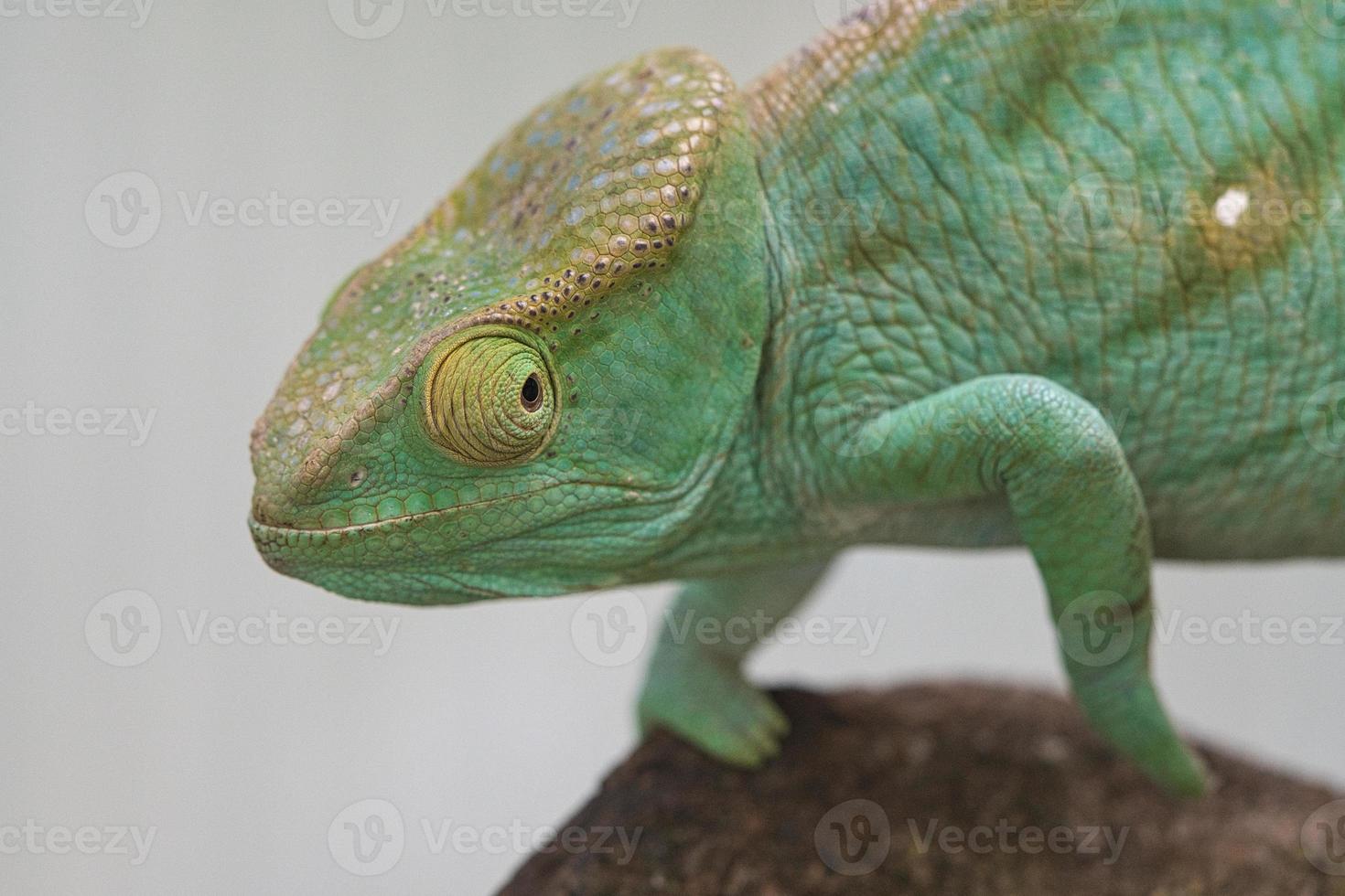 Chameleon on a branch with eye contact with the viewer. green, yellow red scales photo