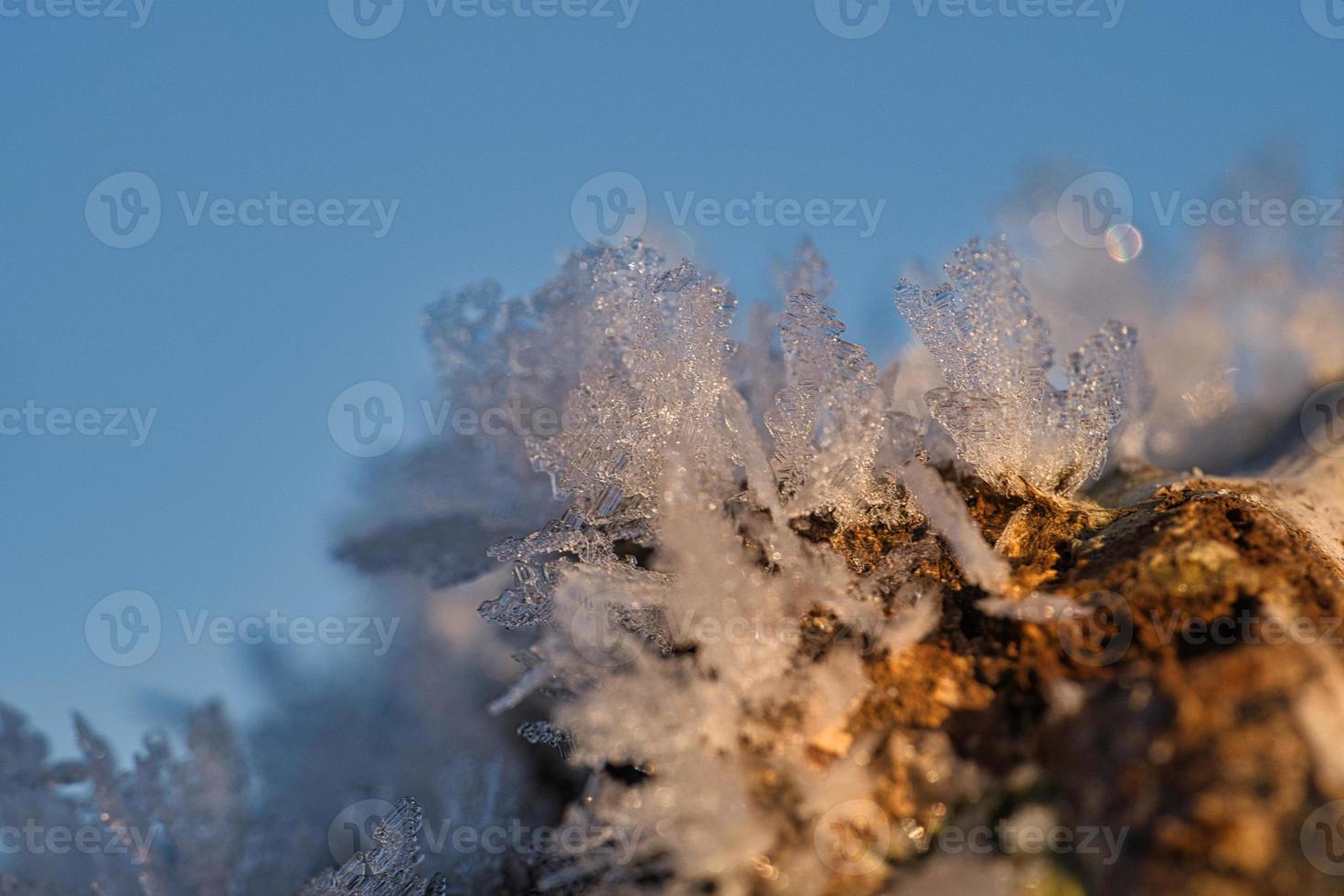 Ice crystals that have formed on a tree trunk and have grown in height. photo