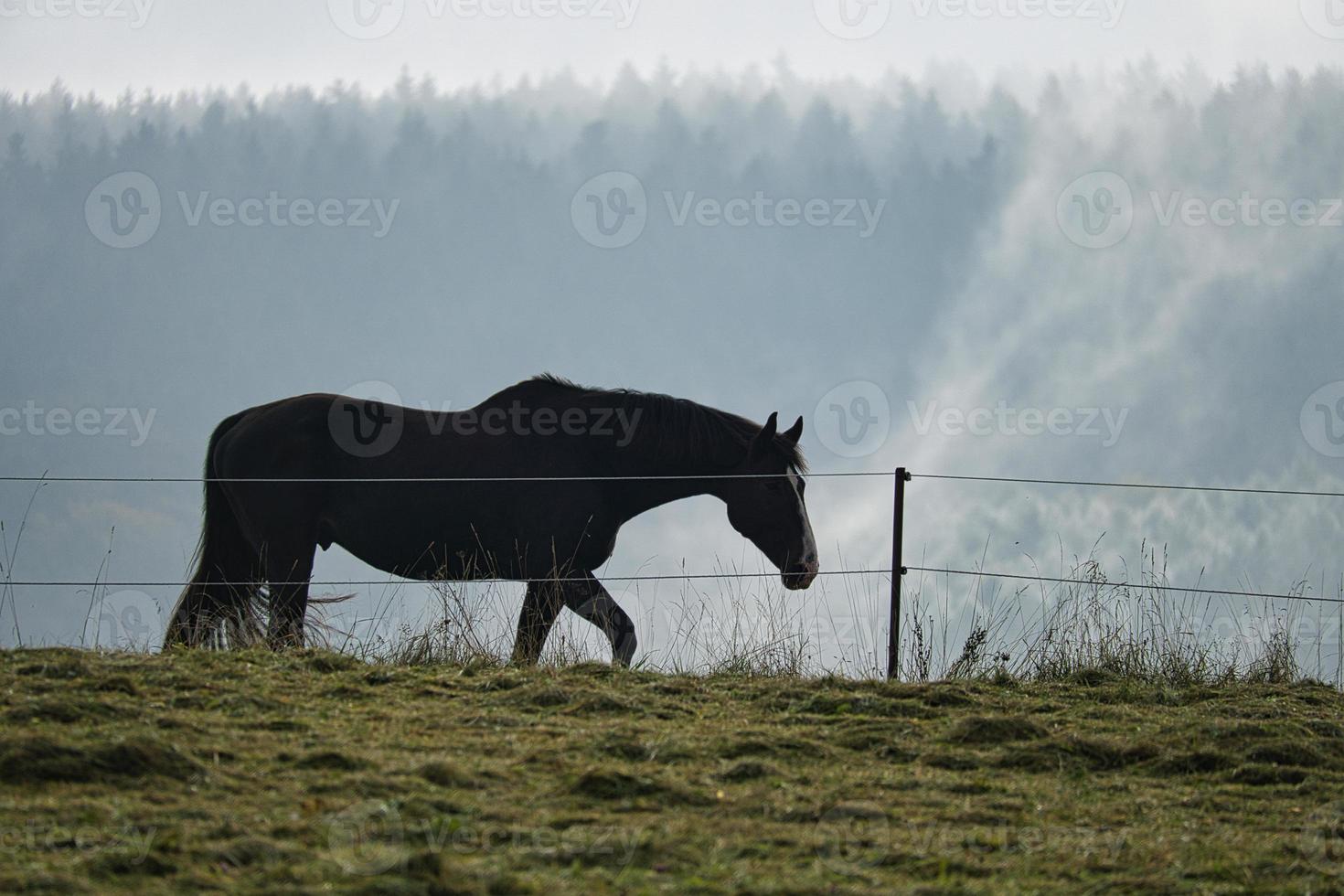 Horse in Saarland on a meadow with fog in the forest . photo