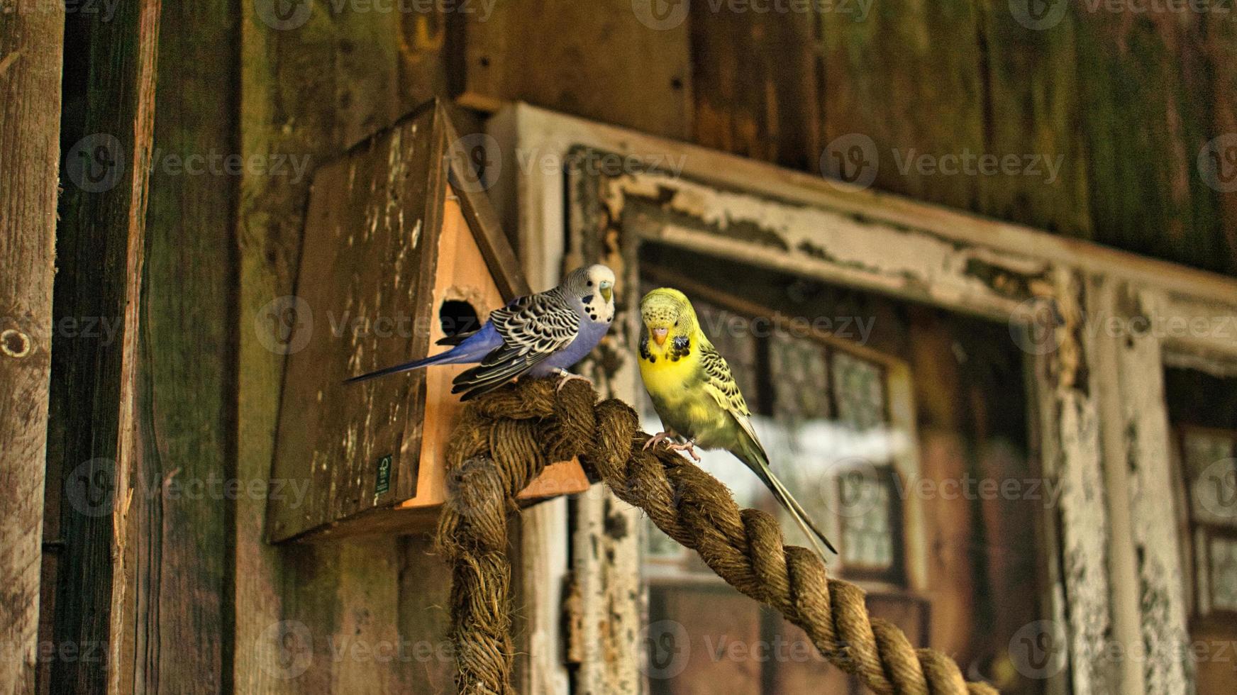 Budgies in decorative environment playing, eating and cuddling. photo