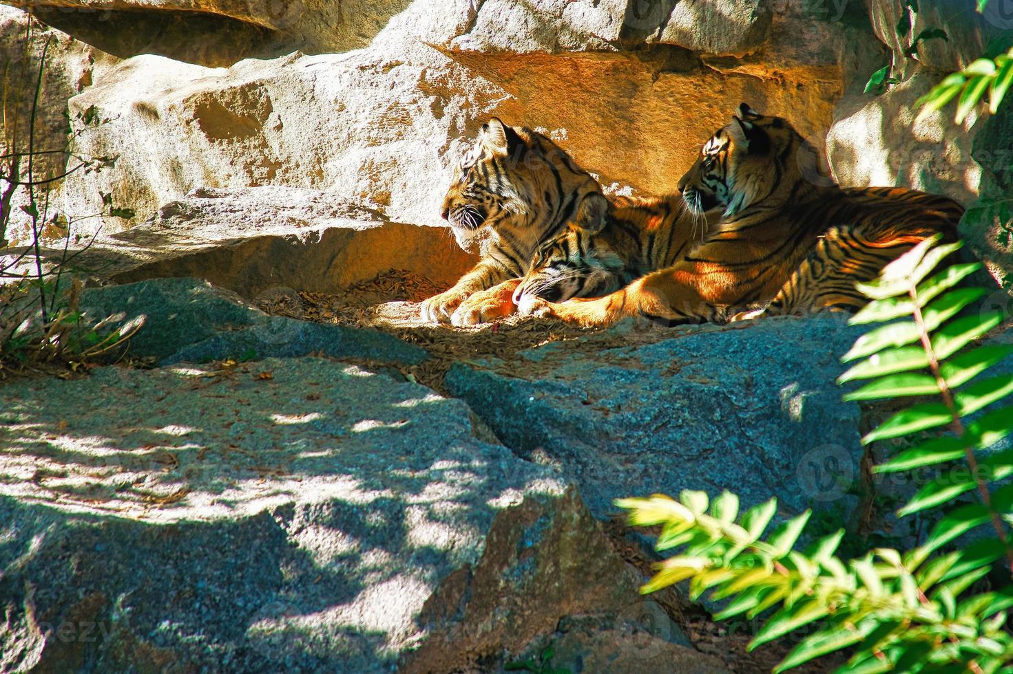 Three tiger cubs lying to rest. Striped fur of the elegant predators. Big cat photo