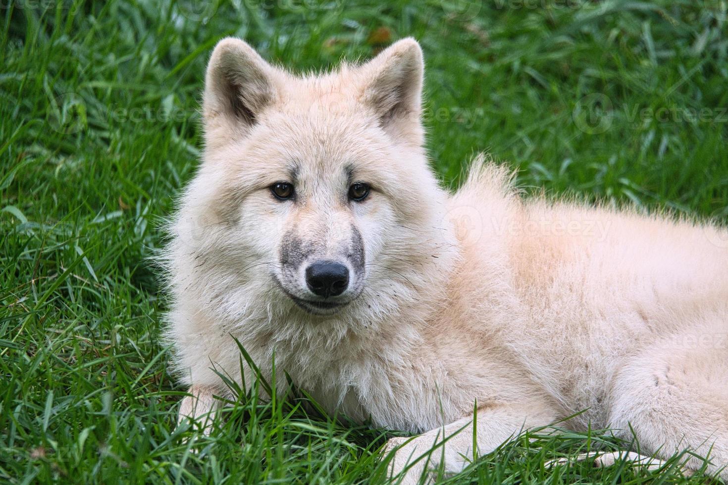 joven lobo blanco del parque de lobos werner freund. foto