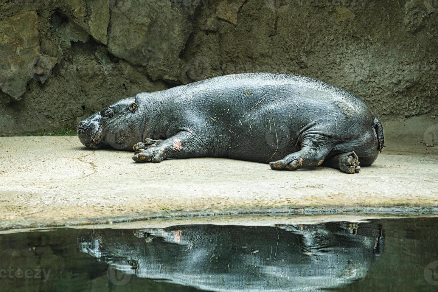Lying hippo with reflection in the water. The mammal sleeps. small hippo photo