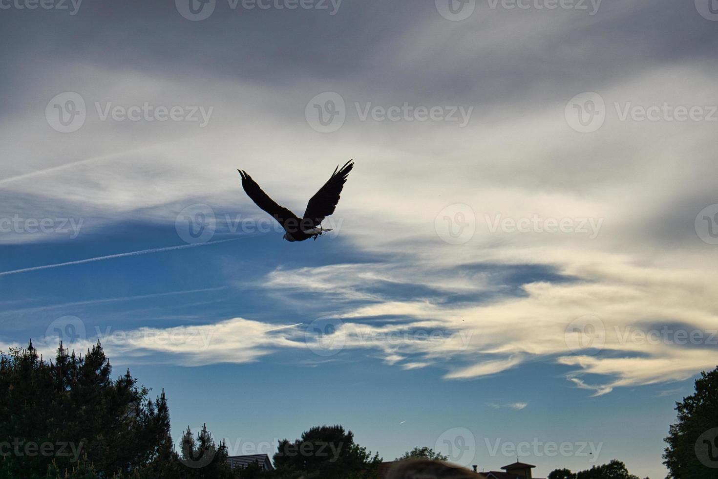 a bald eagle. detailed shot. graceful and proud bird. photo