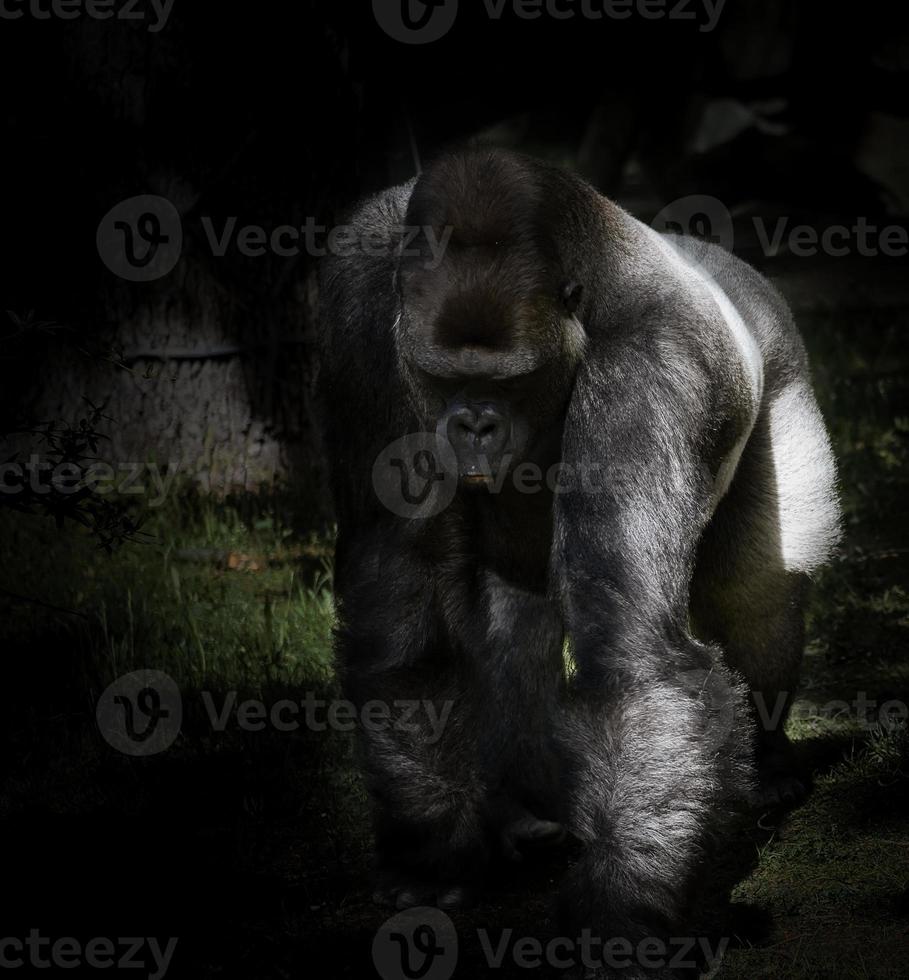 Gorilla, Silver back. The herbivorous big ape is impressive and strong. photo