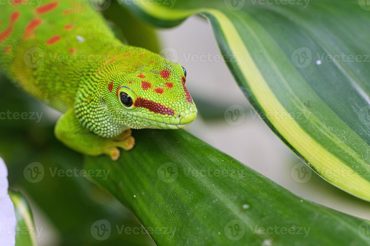 el geko verde esmeralda es un hermoso depredador tibio. caza insectos foto