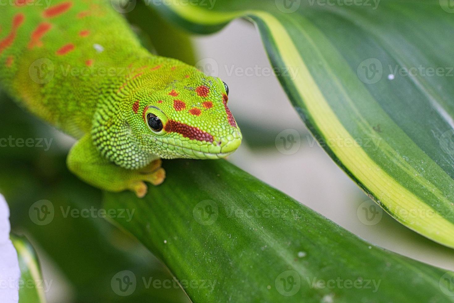 the emerald green geko is and beautiful tepid predator. It hunts insects photo