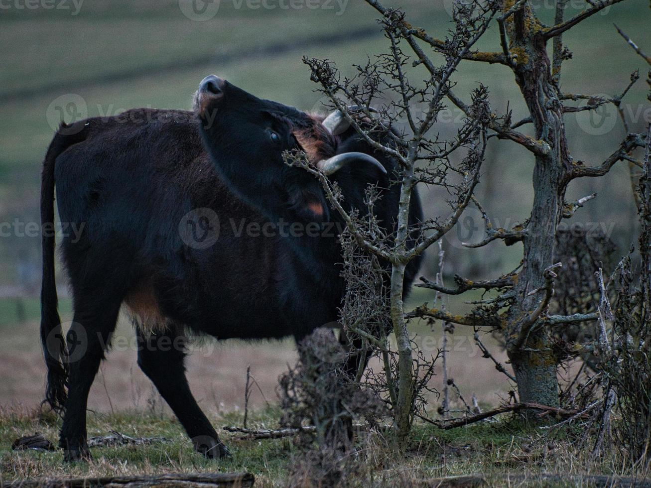 Black and white shot of highland cattle on a meadow. Powerful horns brown fur. photo