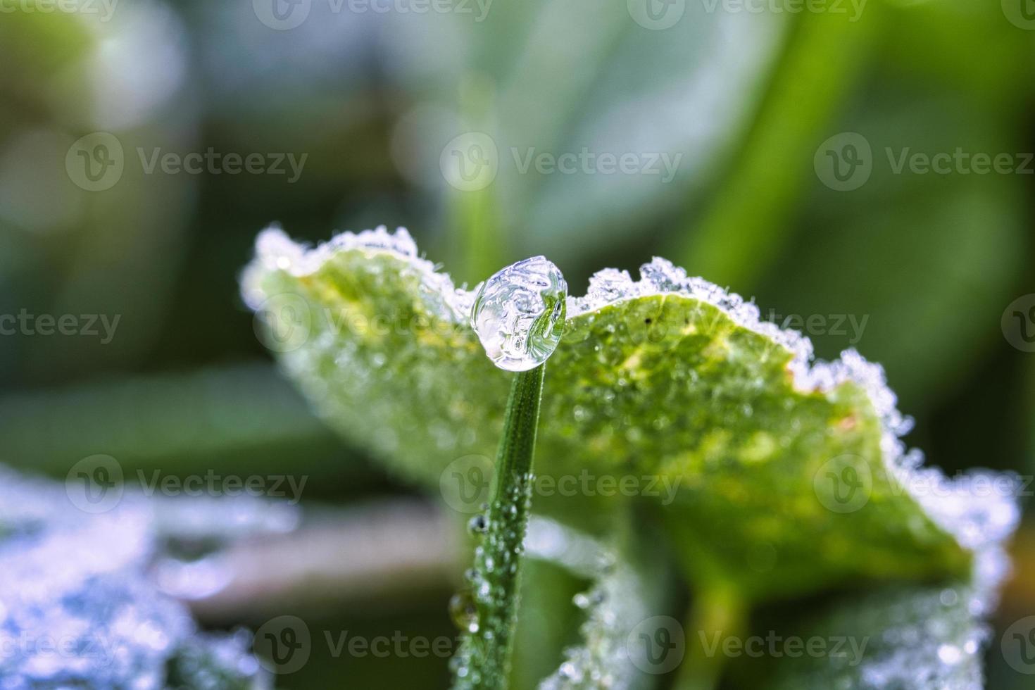 gotas de rocío helado en hojas de plantas y hierba foto