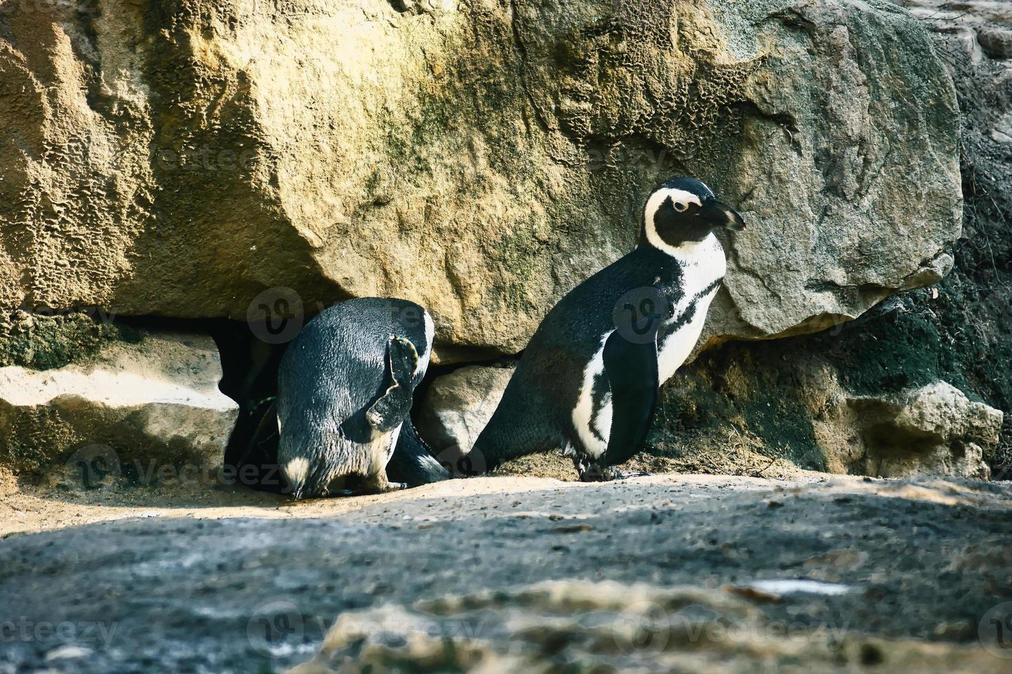 pingüino en las rocas. pequeña ave acuática. plumaje blanco y negro de ave marina. animal foto