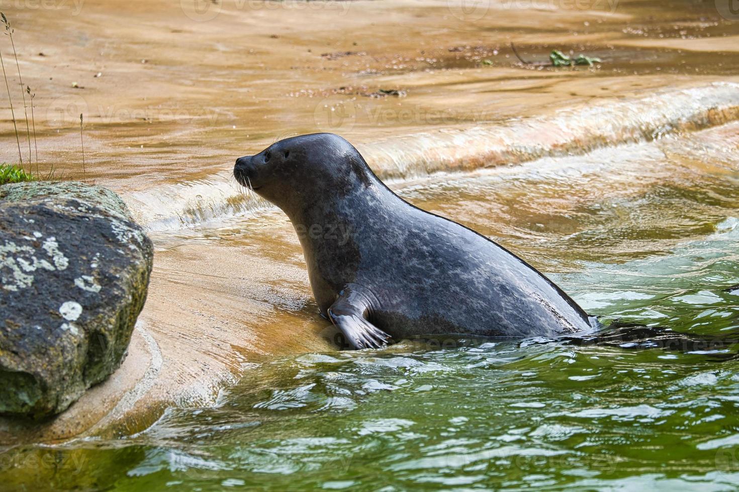 Seal swimming in the water. Close up of the mammal. Endangered species in Germany photo