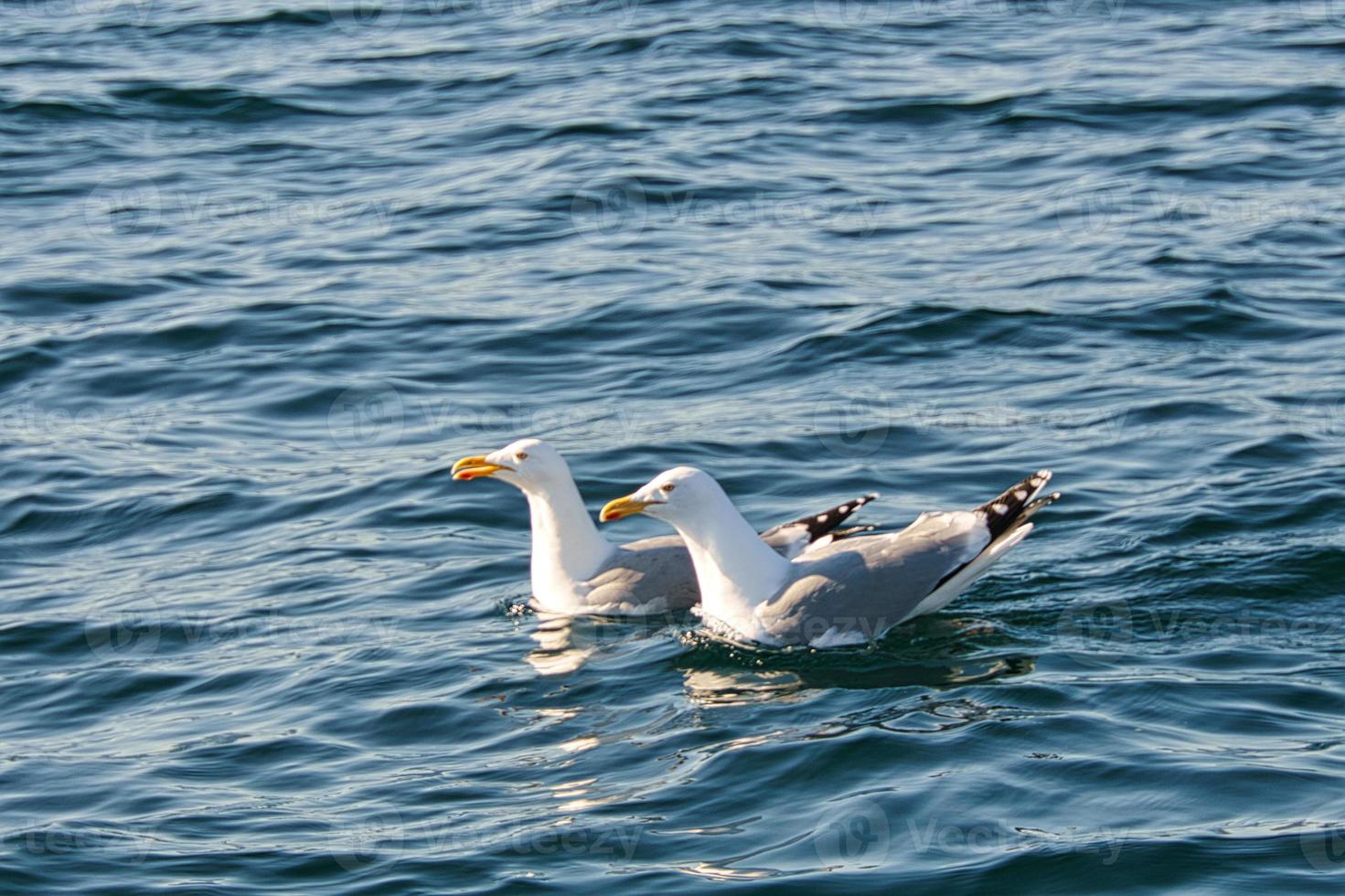 two swimming seagulls in the Baltic Sea. Close up of the big birds photo