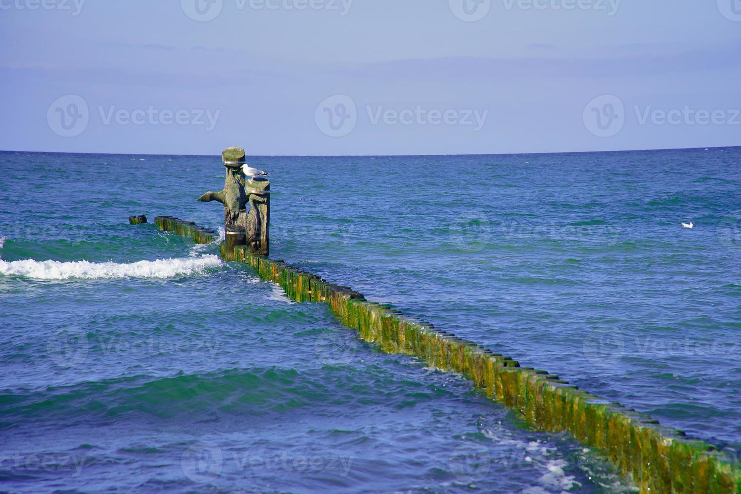 espigones que se adentran en el mar Báltico. las gaviotas se sientan en los espigones. paisaje junto al mar. foto