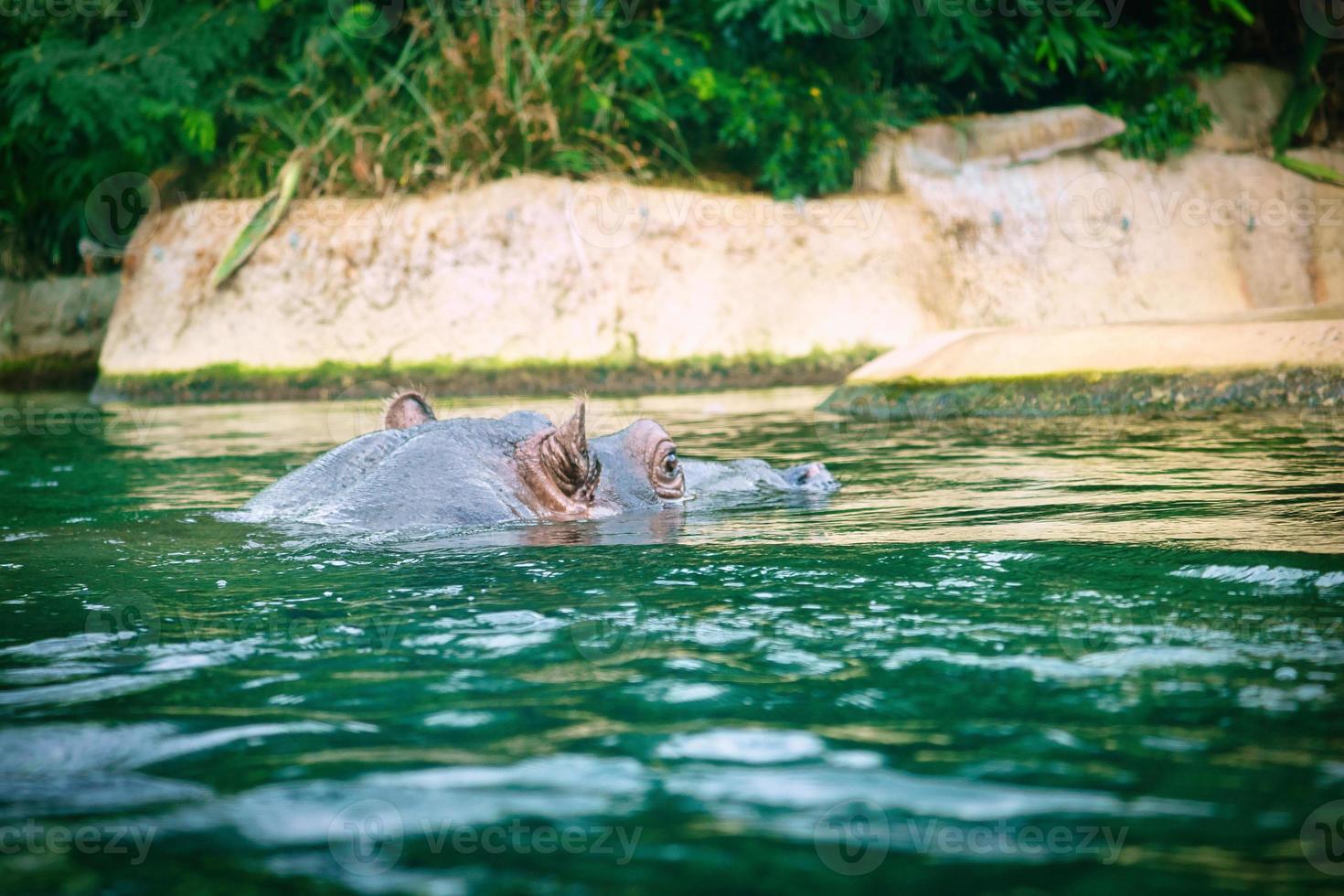 Hippo swimming in water. large mammal from Africa. Vegan animal that eats only grass photo