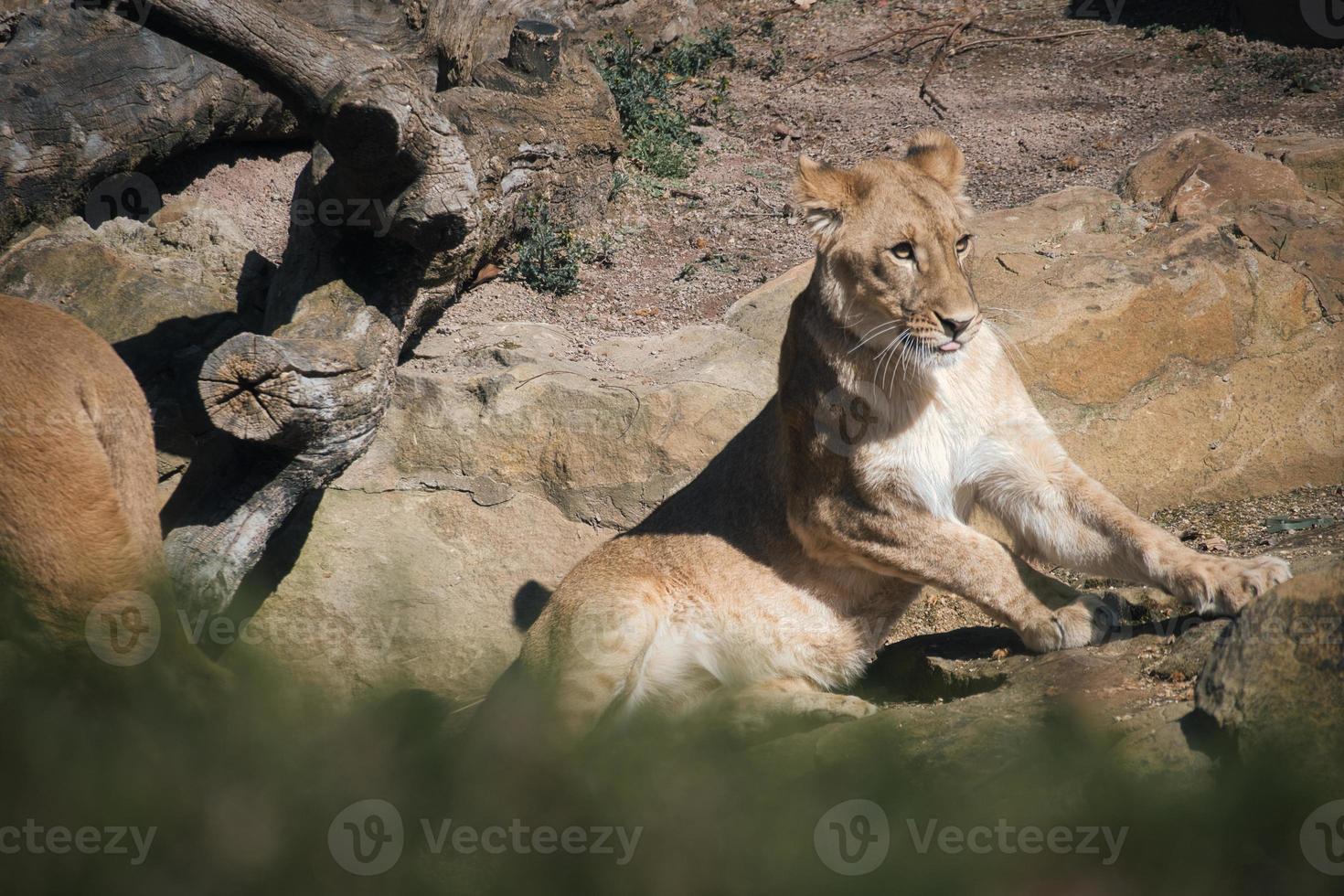 Young lioness lying on a stone with view to the viewer. Animal photo of predator