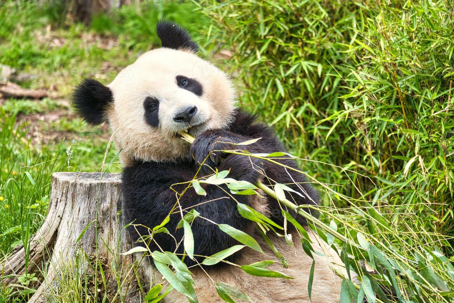 gran panda sentado comiendo bambú. especie en peligro. mamífero blanco y negro foto