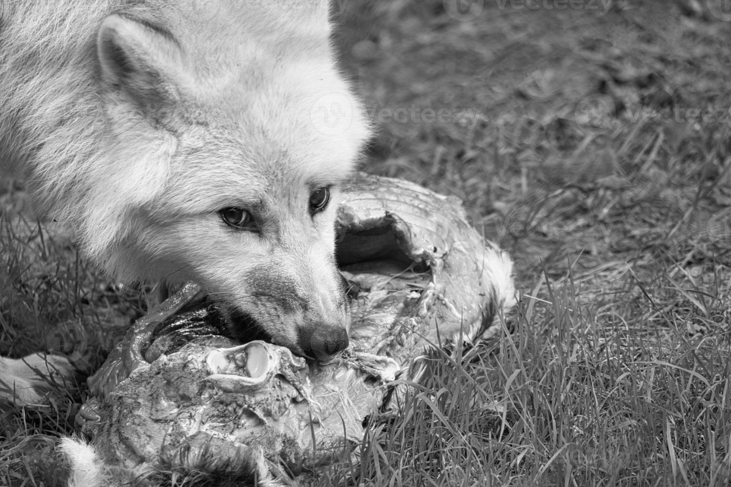 joven lobo blanco, en blanco y negro tomado en el wolfspark werner freund mientras se alimenta. foto