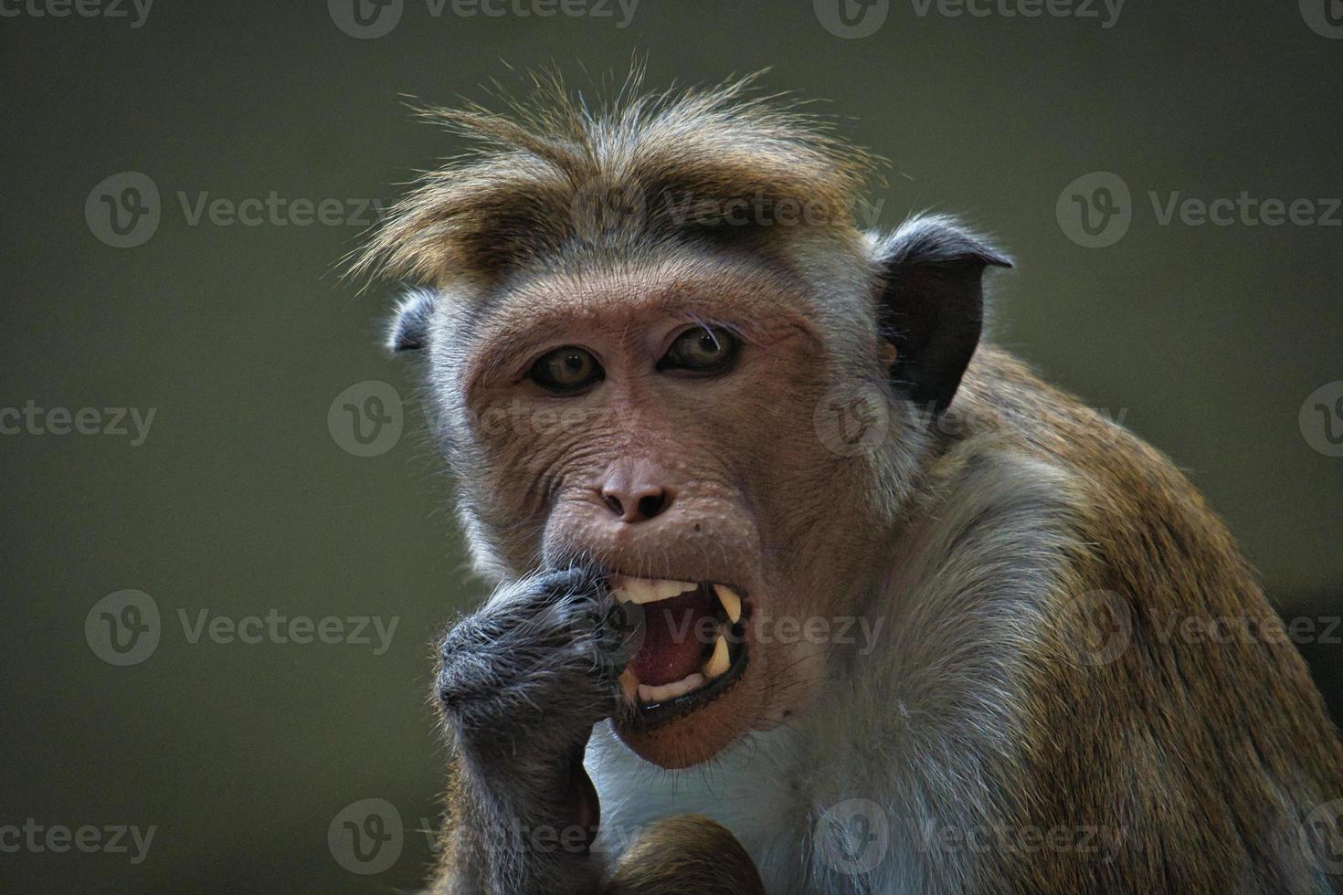 mono rhesus sentado en una rama y orinando en sus dientes. foto animal de un mamifero