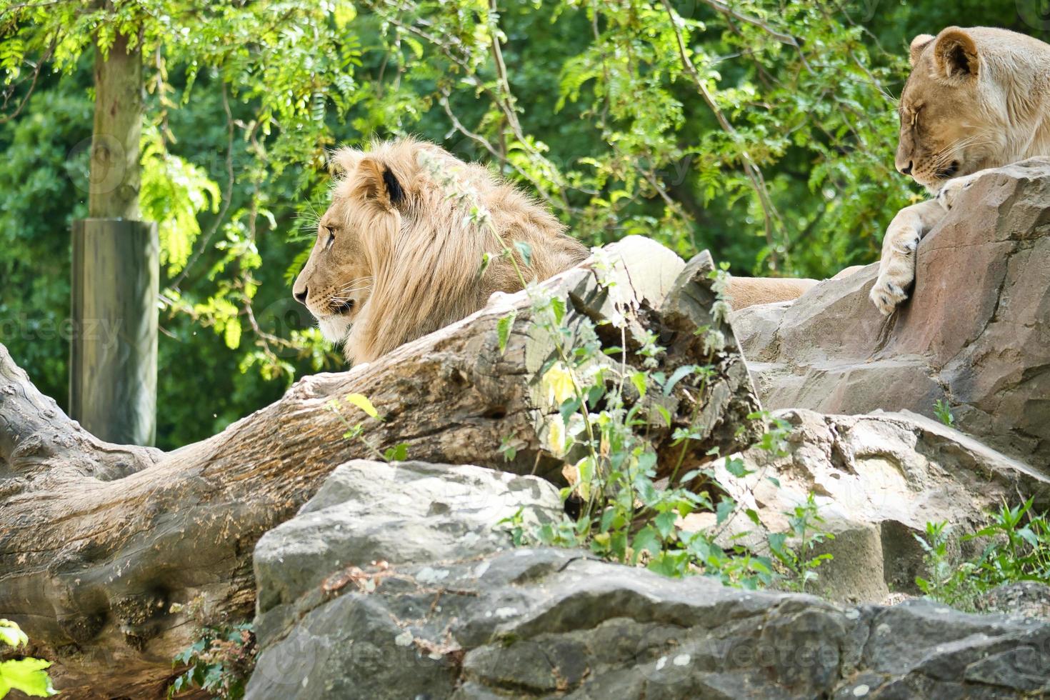 Lion couple lying on a rock. Relaxed predators looking into the distance. Big cat. photo