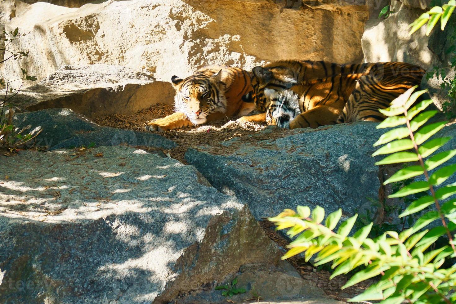 Three tiger cubs lying to rest. Striped fur of the elegant predators. Big cat photo