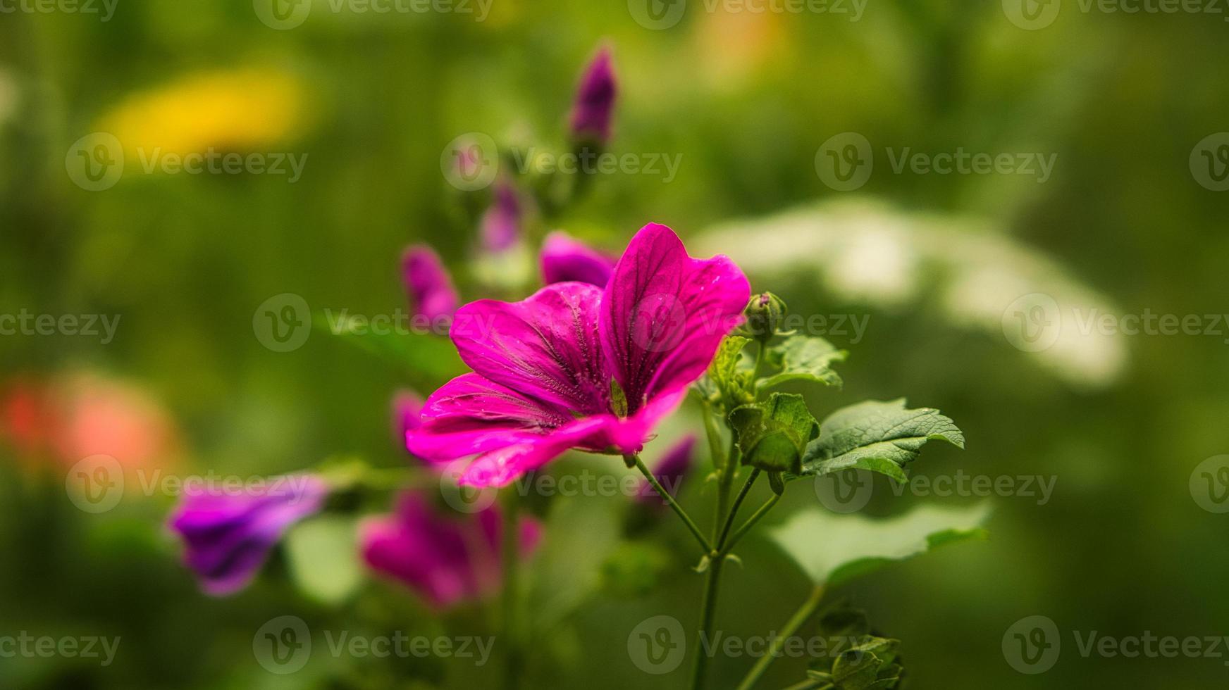 Red flower with beautiful petals individually depicted on a flower meadow. photo