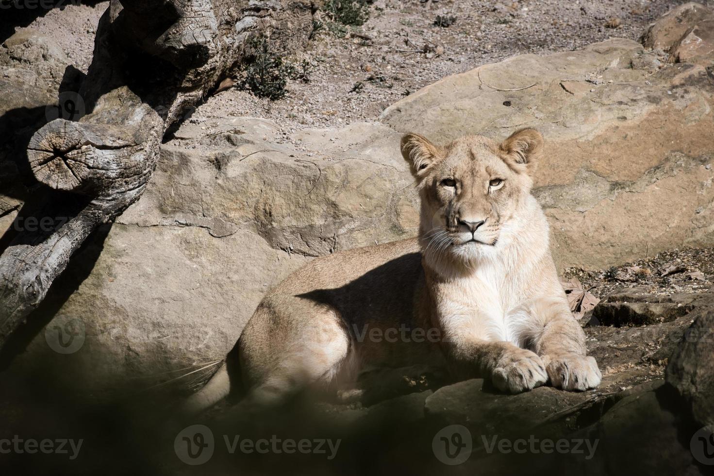 Young lioness lying on a stone with view to the viewer. Animal photo of predator