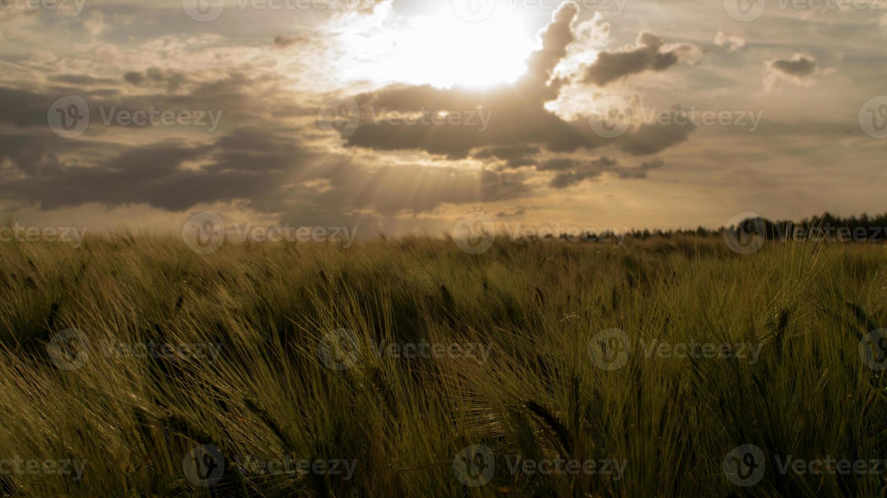 campo de maíz en la puesta del sol. los rayos del sol atraviesan las nubes. foto