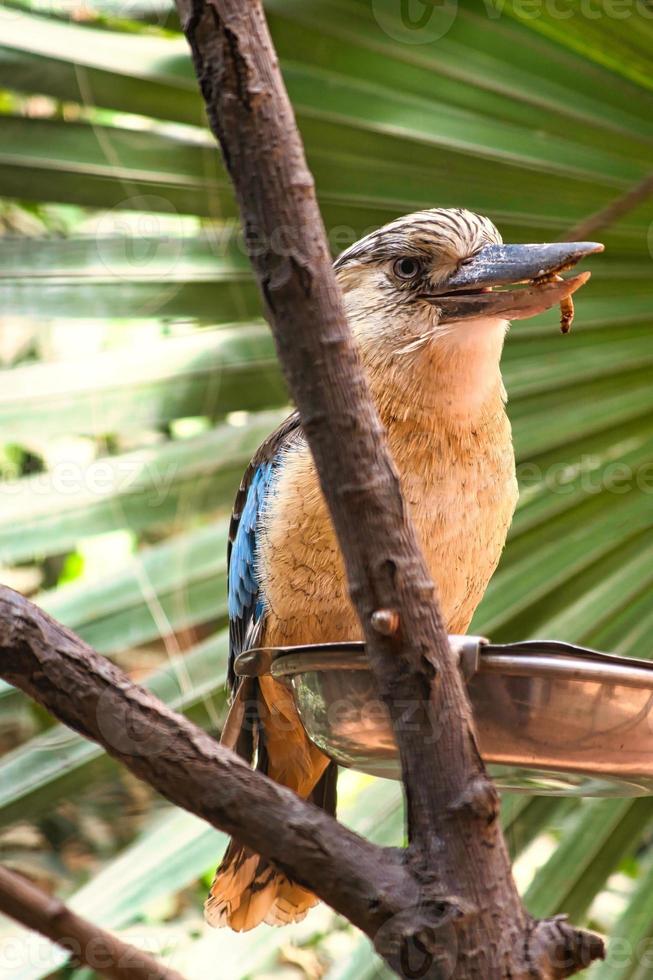 laughing hans on a branch feeding mealworm. Beautiful colorful plumage photo
