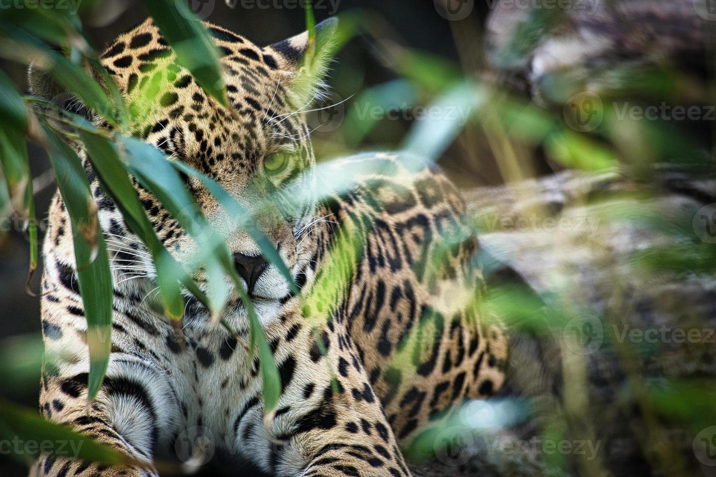 Jaguar lying behind grass. spotted fur, camouflaged lurking. The big cat is a predator. photo