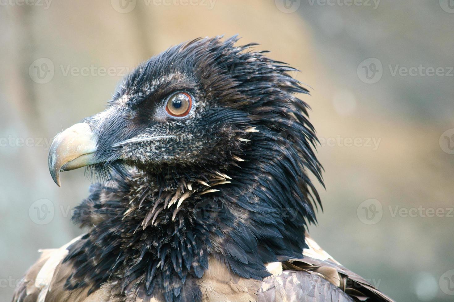 un retrato de buitre. plumas negras blancas. un pájaro muy expresivo. vista al observador foto