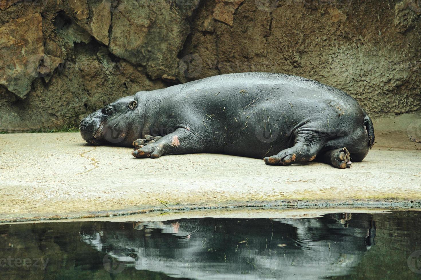 Lying hippo with reflection in the water. The mammal sleeps. small hippo photo