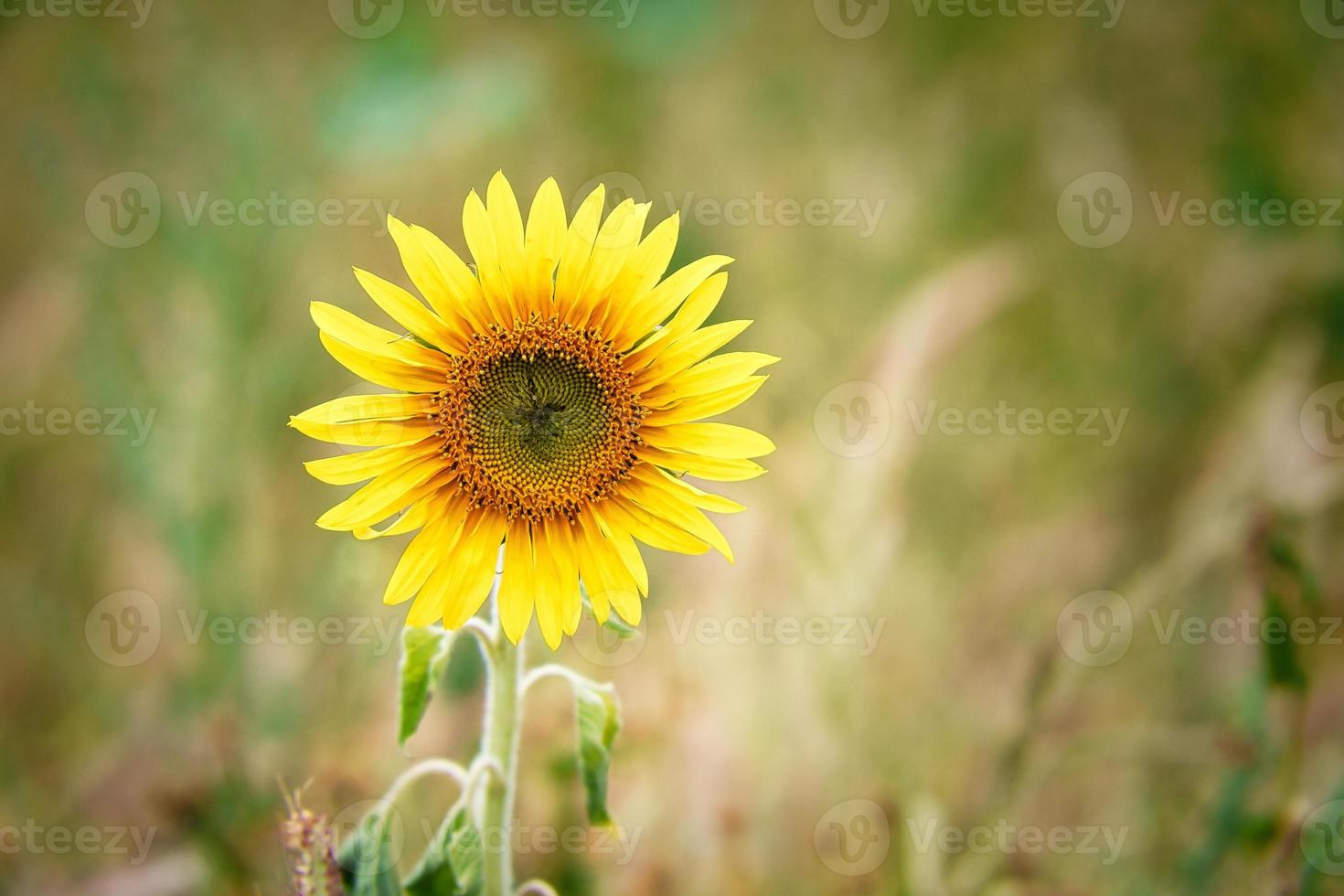 Sunflower shown individually on a sunflower field. Round yellow flower. Sunflower photo