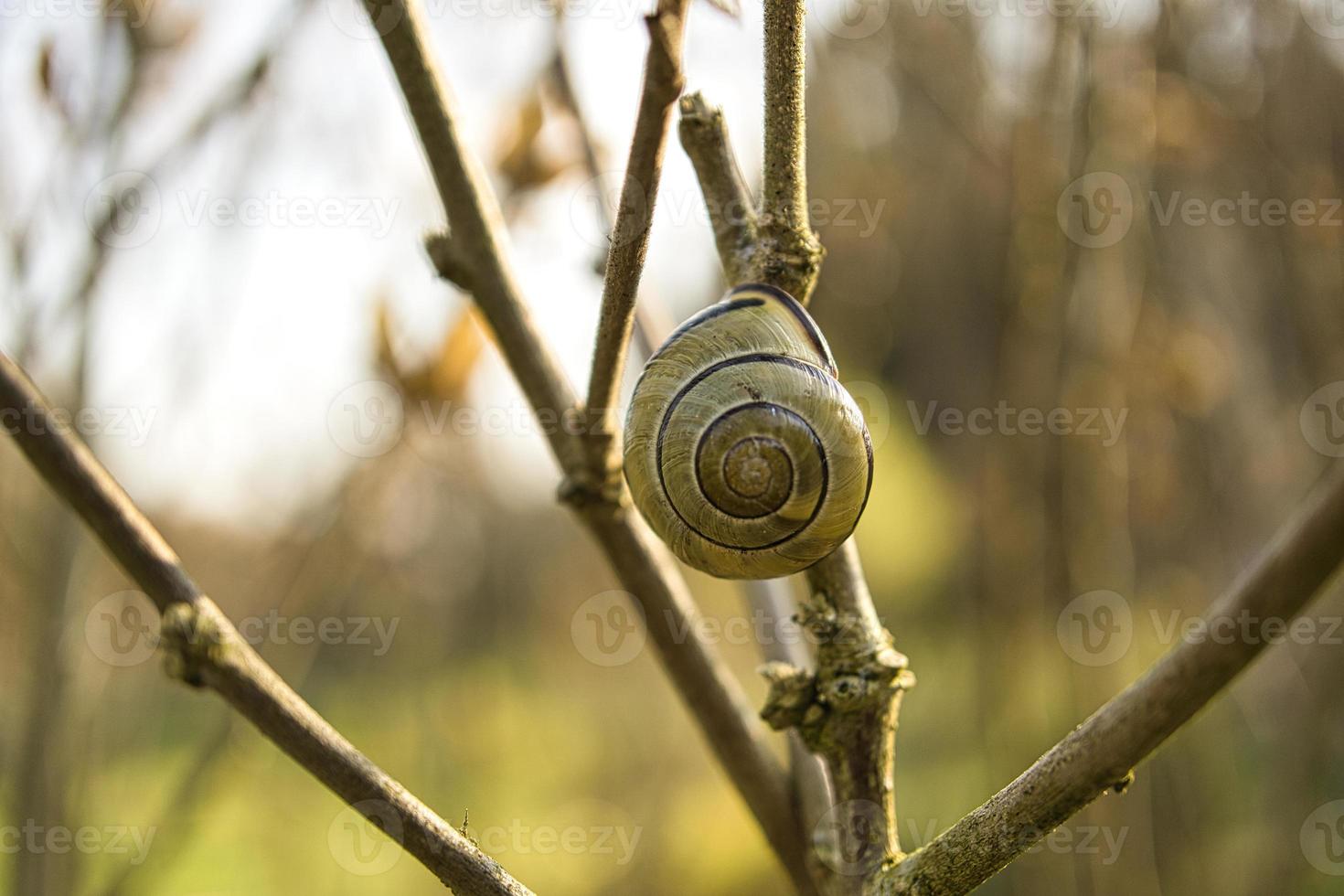 A snail crawling on a plant. Leisurely it crawls forward photo