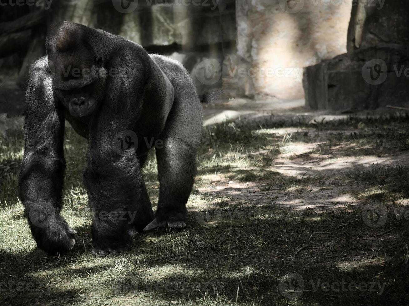 Gorilla, Silver back. The herbivorous big ape is impressive and strong. photo