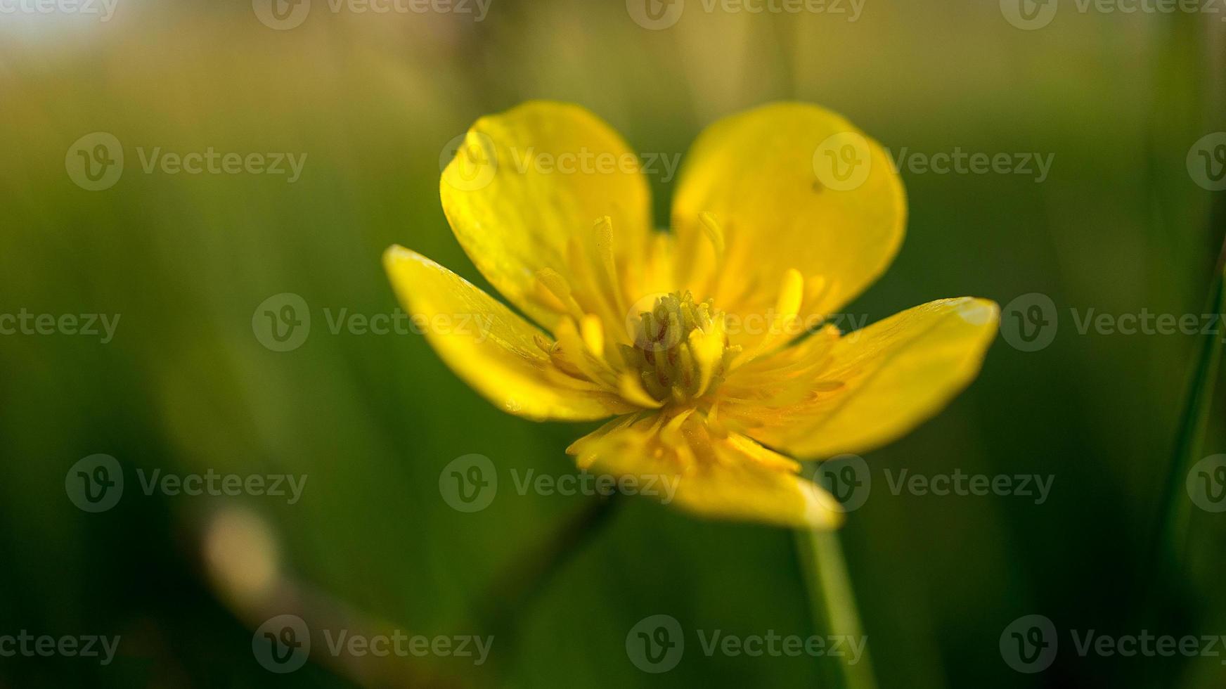 primer plano de una flor de una hermosa flor. disparo único detallado foto