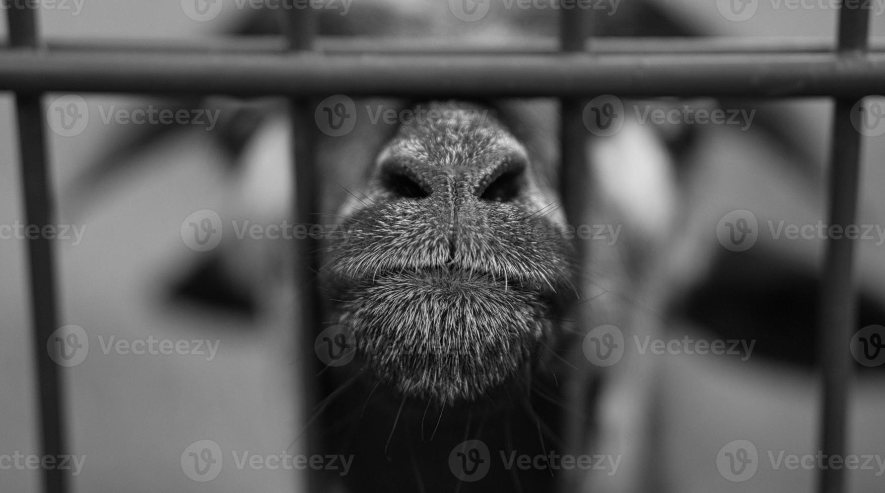a goat in portrait where the snout is stretched towards. in black white photo