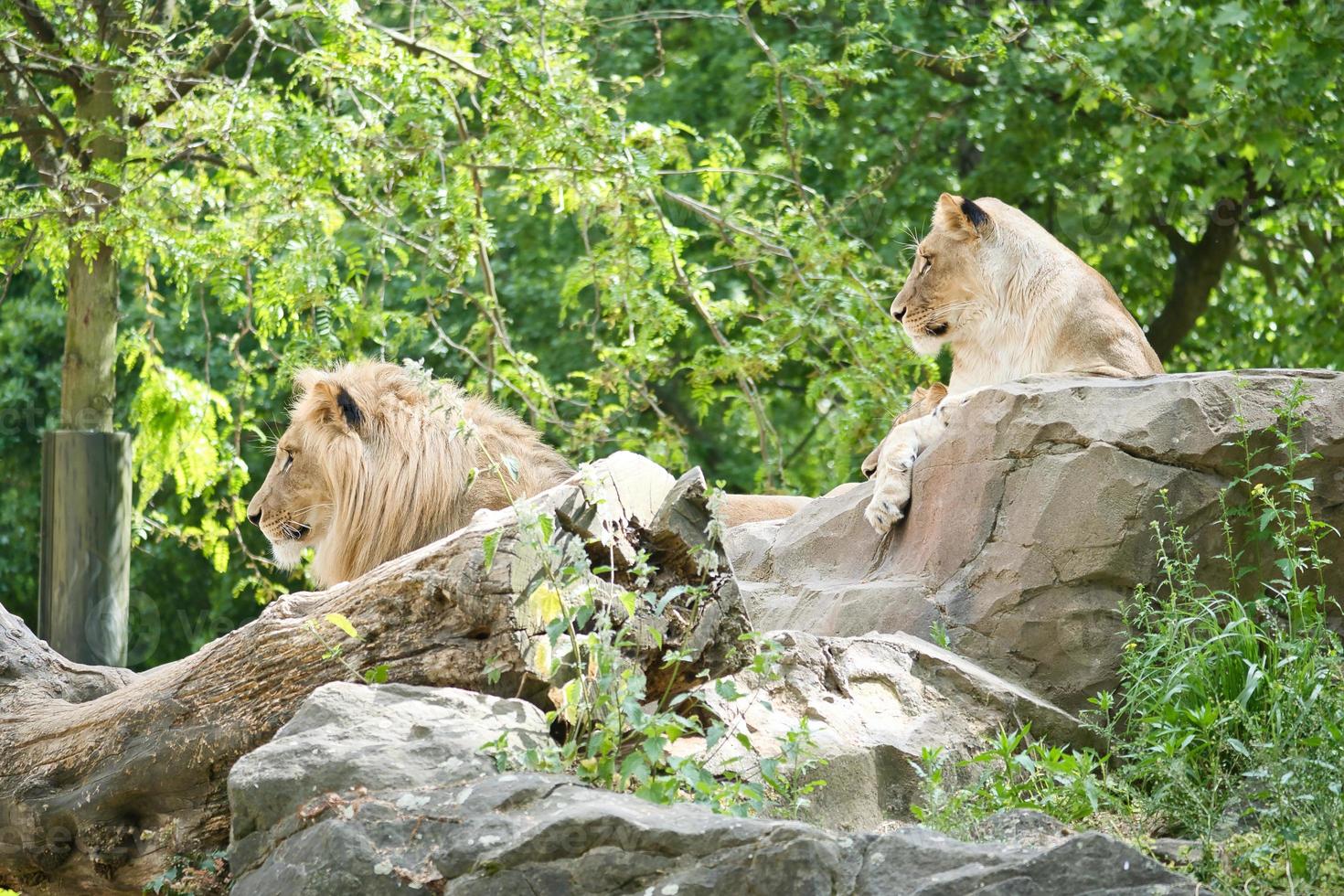 Lion couple lying on a rock. Relaxed predators looking into the distance. Big cat. photo