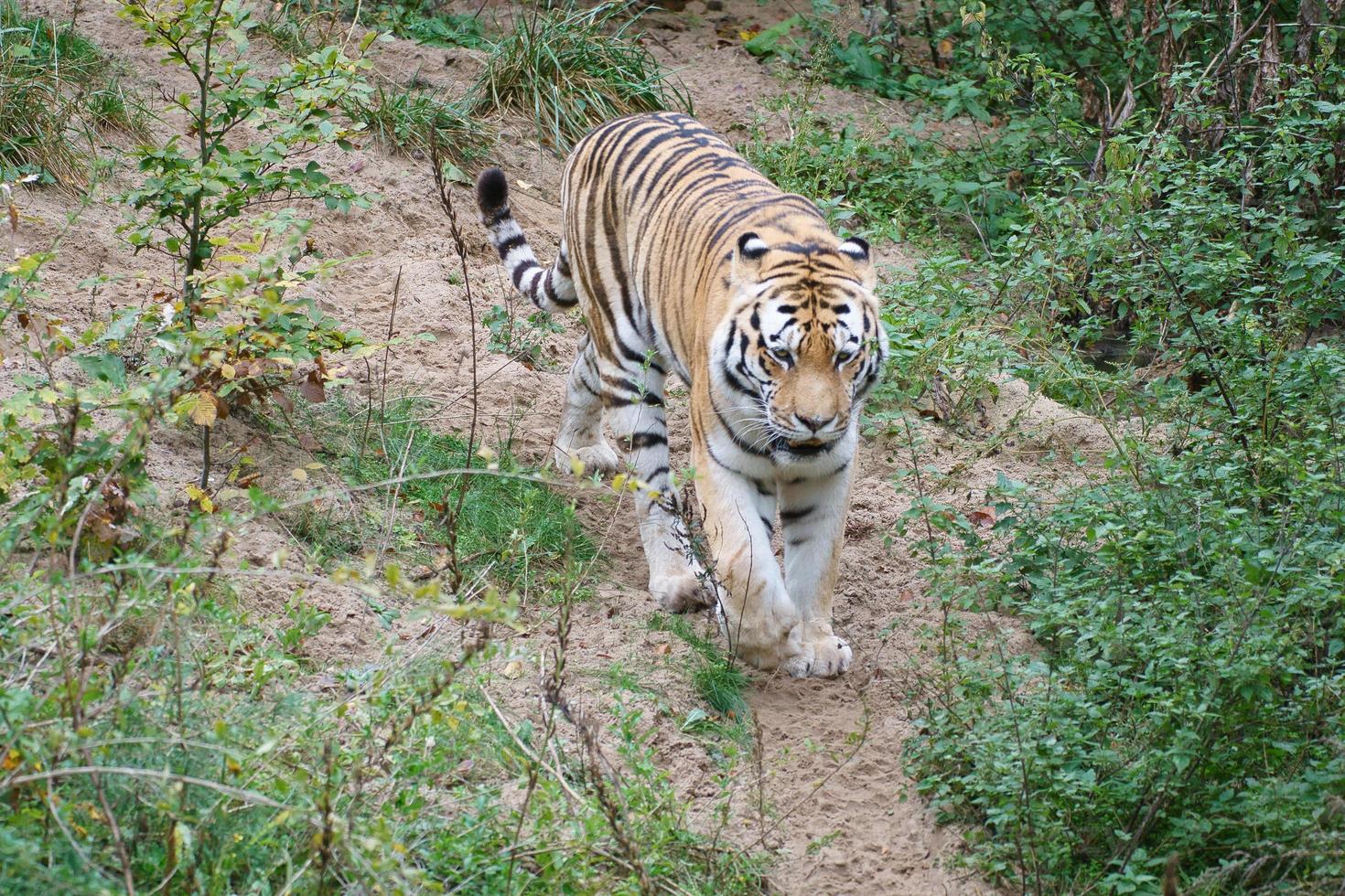 Tiger between trees and rock. Striped coat of elegant predators. Big cat from Asia photo