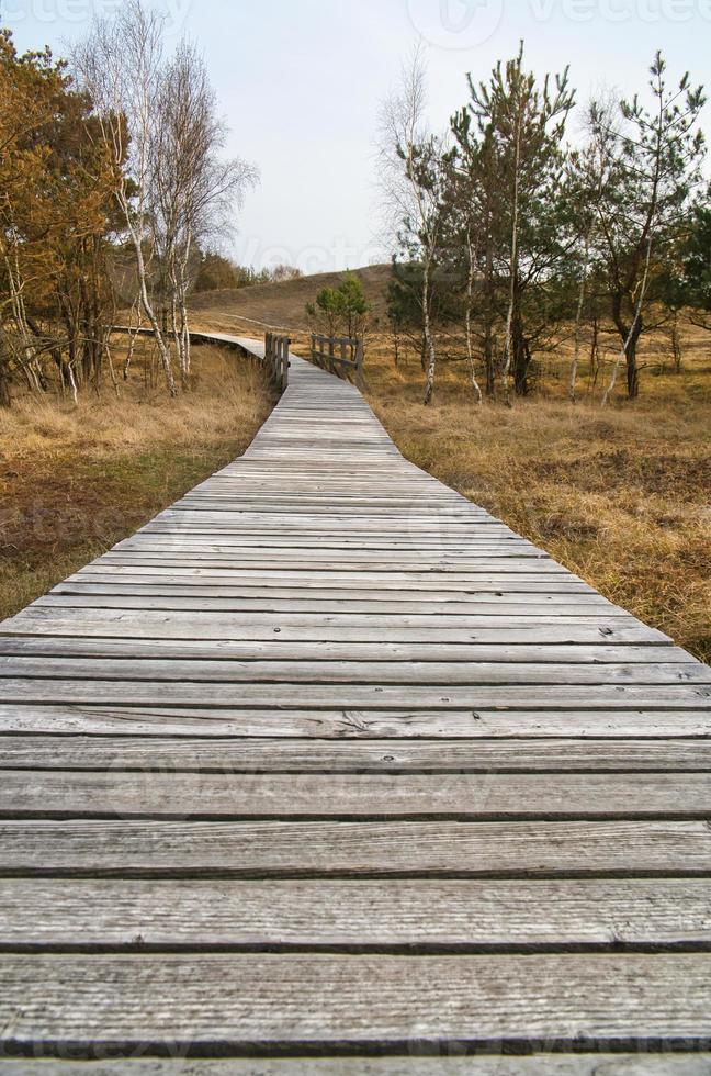 Hiking trail over a wooden walkway to the high dune on the Darss. National park photo