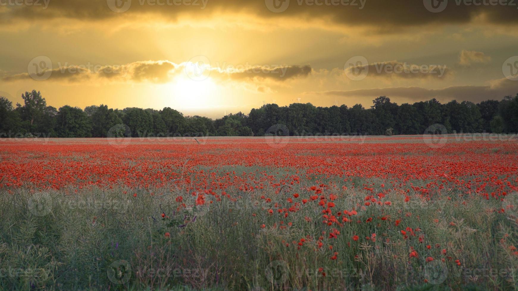 The corn poppy shines in a red blaze of color. The delicate flowers in the cornfield. photo