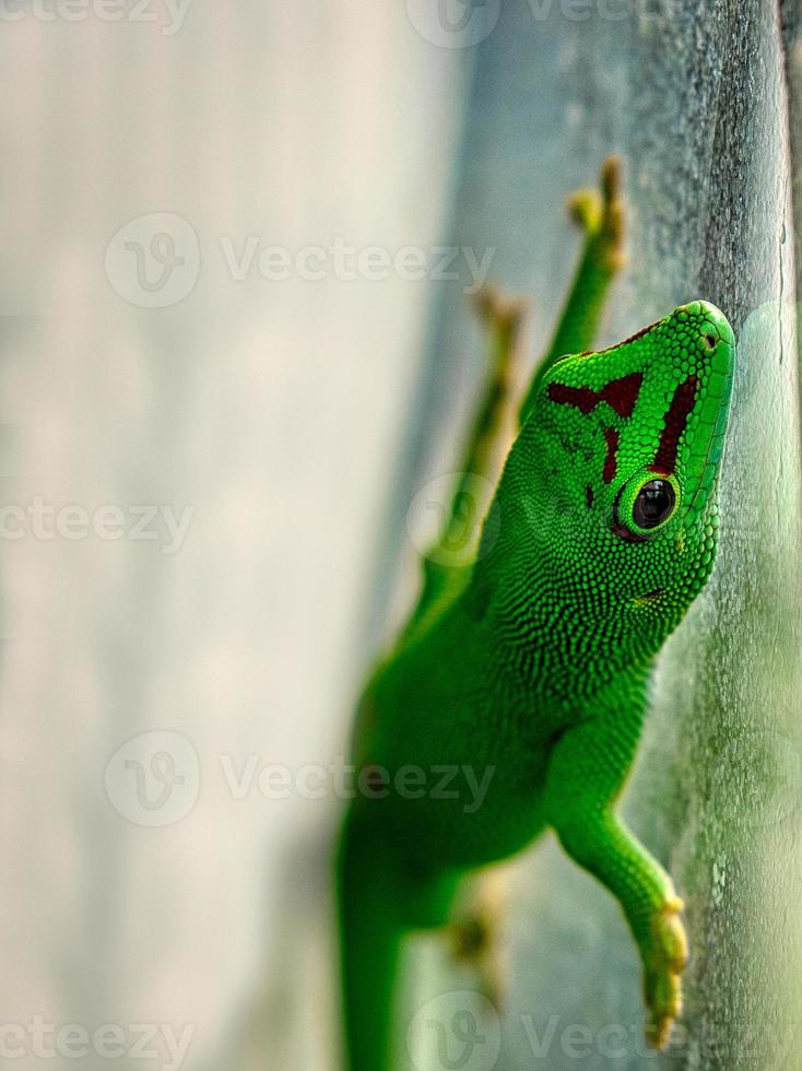 green geko in the terrarium. Interesting details photo