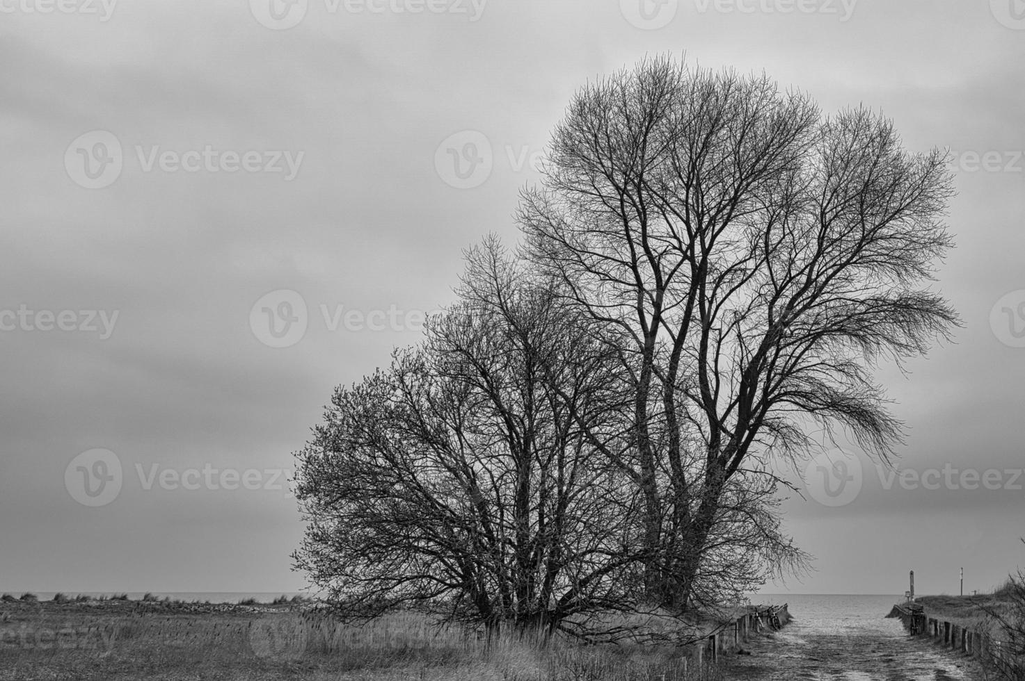 trees on the beach transition to the Baltic Sea in black and white . photo