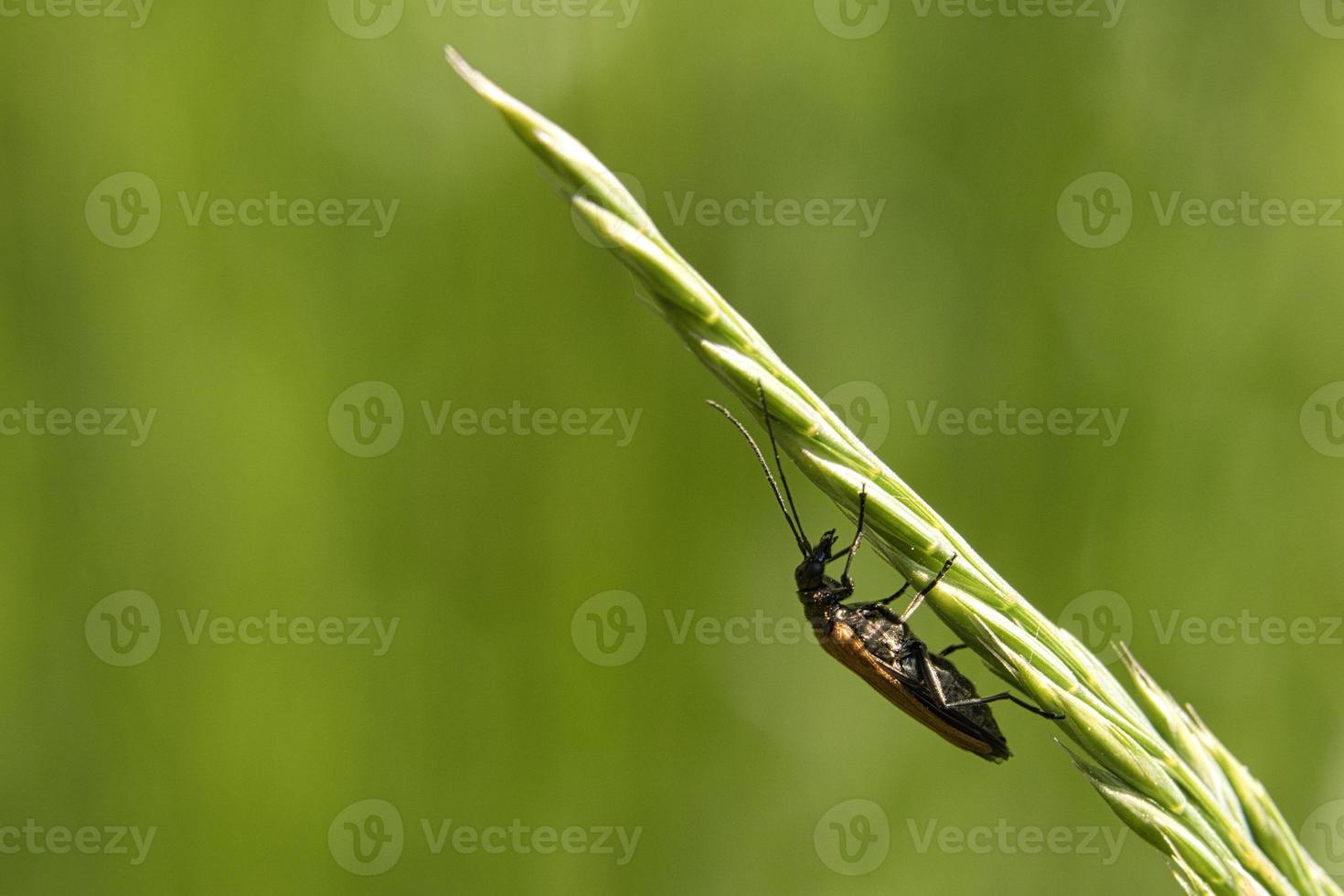 crawling beetle on a flower in macro photography. photo