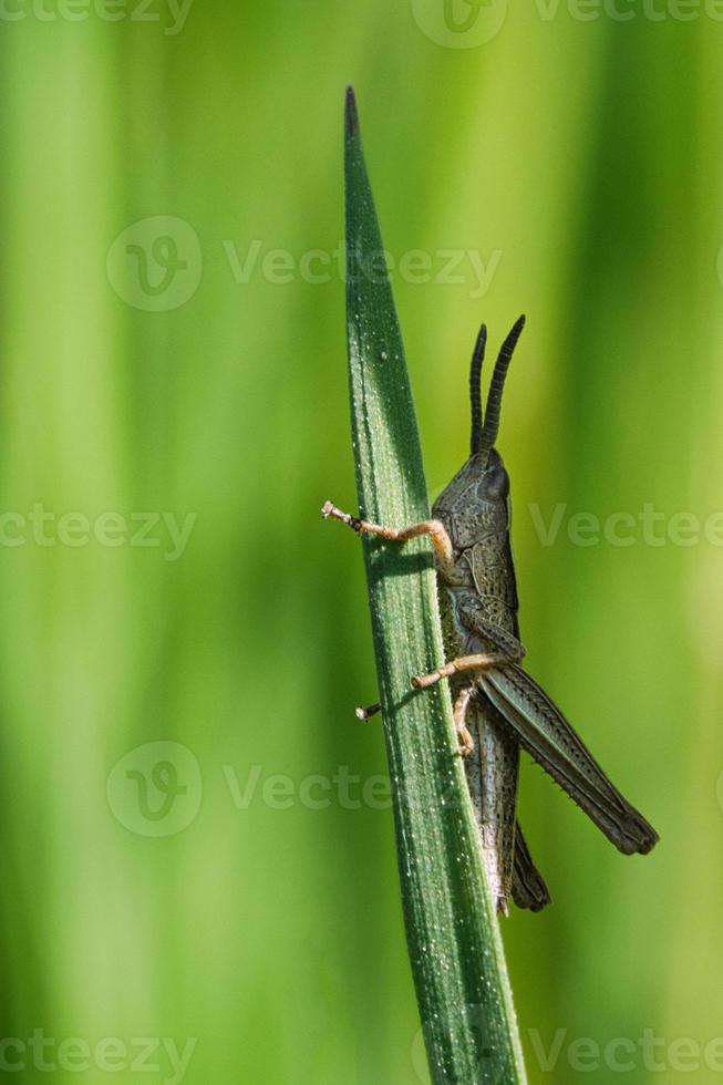 grasshopper on a grass stalk in a meadow. photo