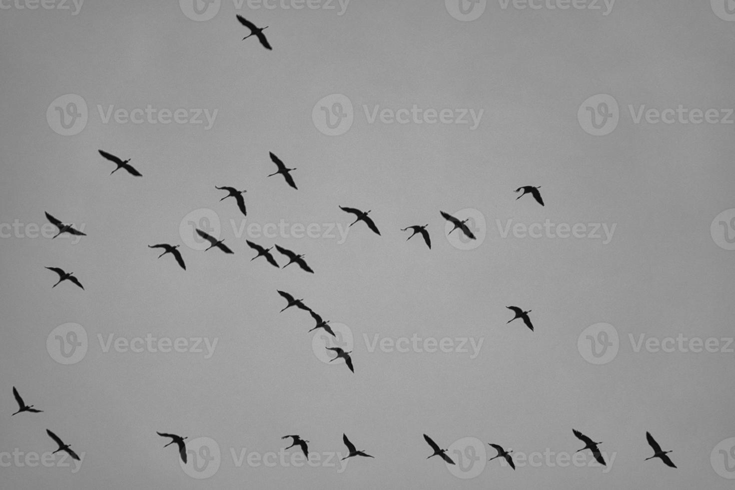 grúas moviéndose en formación en el cielo. aves migratorias en el darss. foto