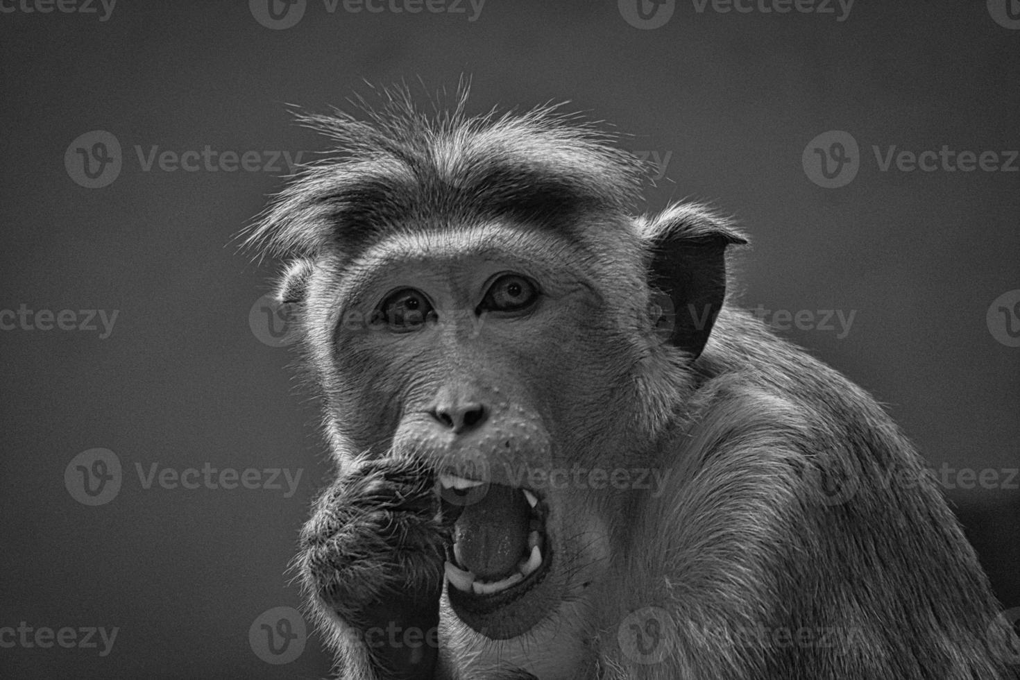 mono rhesus en blanco y negro, sentado en una rama y orinando en sus dientes. foto animal de un mamifero