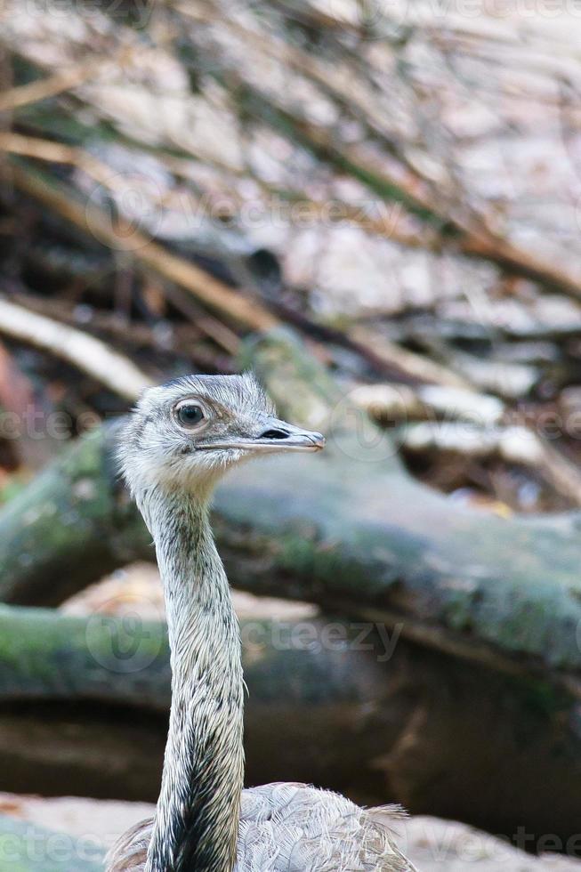 Bird ostrich with funny look. Big bird from Africa. Long neck and long eyelashes photo