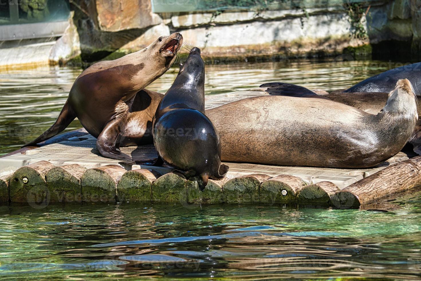 sea seal at the berlin zoo photo