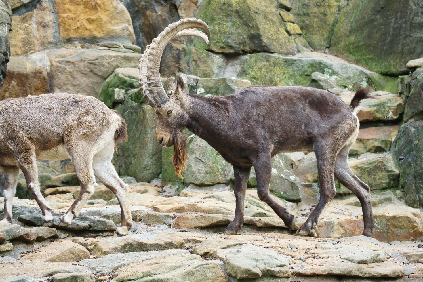Male ibex on a rock in nature. Big horn in mammal. Ungulates climbing over the mountains photo