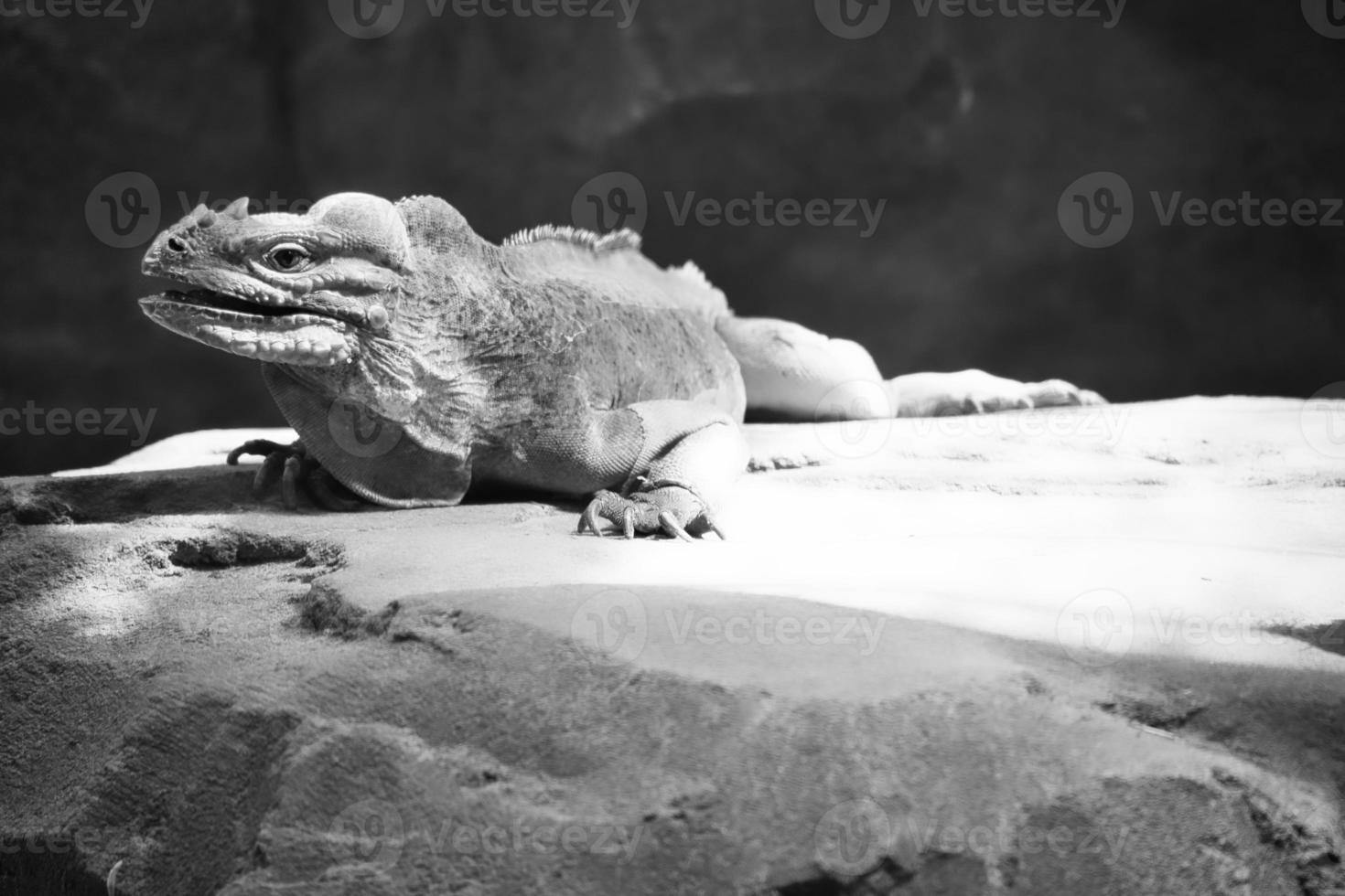 large iguana in black and white lying on a stone. Thorny comb and scaly skin photo